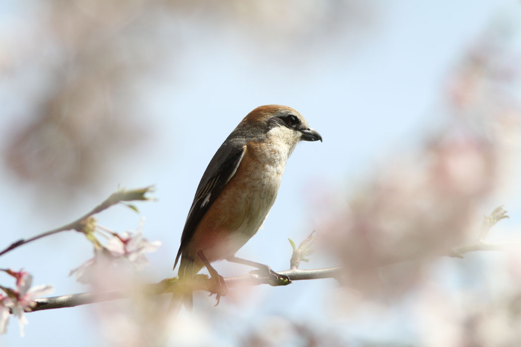 ヒヨドリがサクラの蜜を吸っていました。サクラにはモズも来て花見かな？